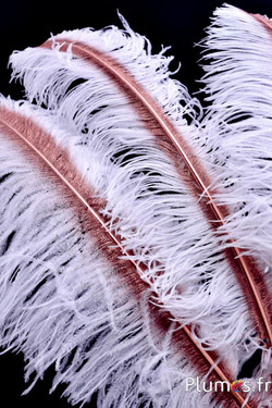 Strauß mit bronzenem Federkiel – 50-60 cm – weiß  